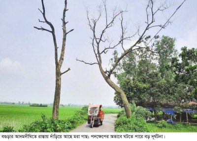 আদমদীঘিতে রাস্তায় দাঁড়িয়ে আছে মরা গাছ, ঘটতে পারে বড় দূর্ঘটনা